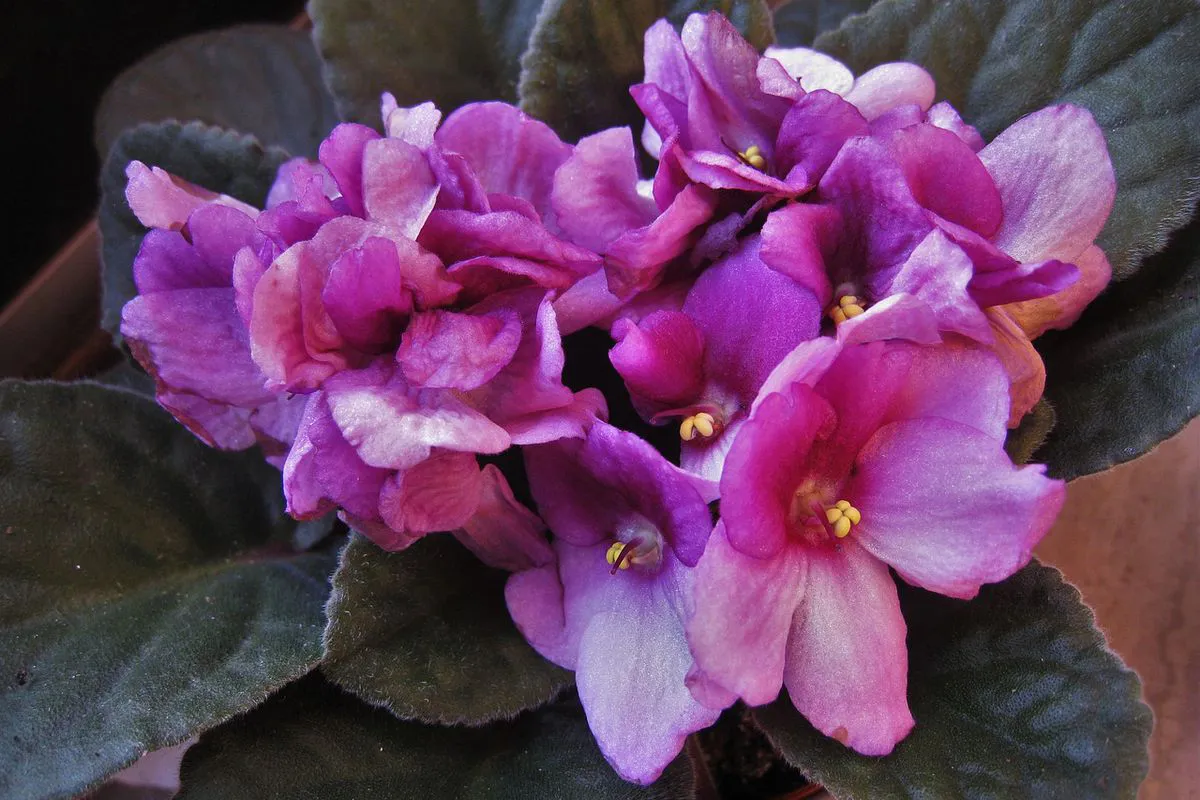 How to make a violet bloom profusely - a life hack for gardeners