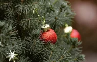 Tips for choosing the perfect live Christmas tree