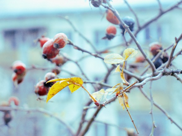 Rain with snow and up to 13 ° C: weather forecast for today