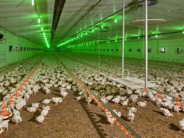 Chicken producers have reduced prices