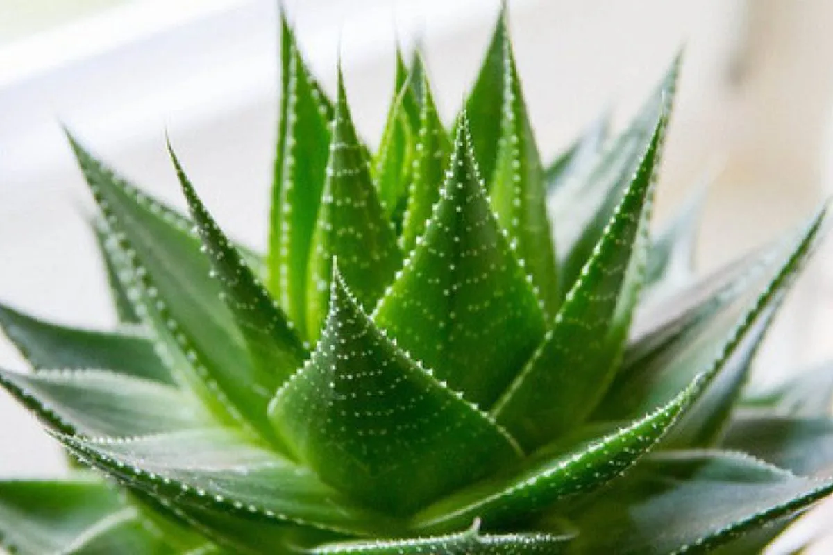 What is the difference between aloe and aloe vera and how to care for them