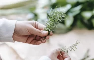 How rosemary can affect human health