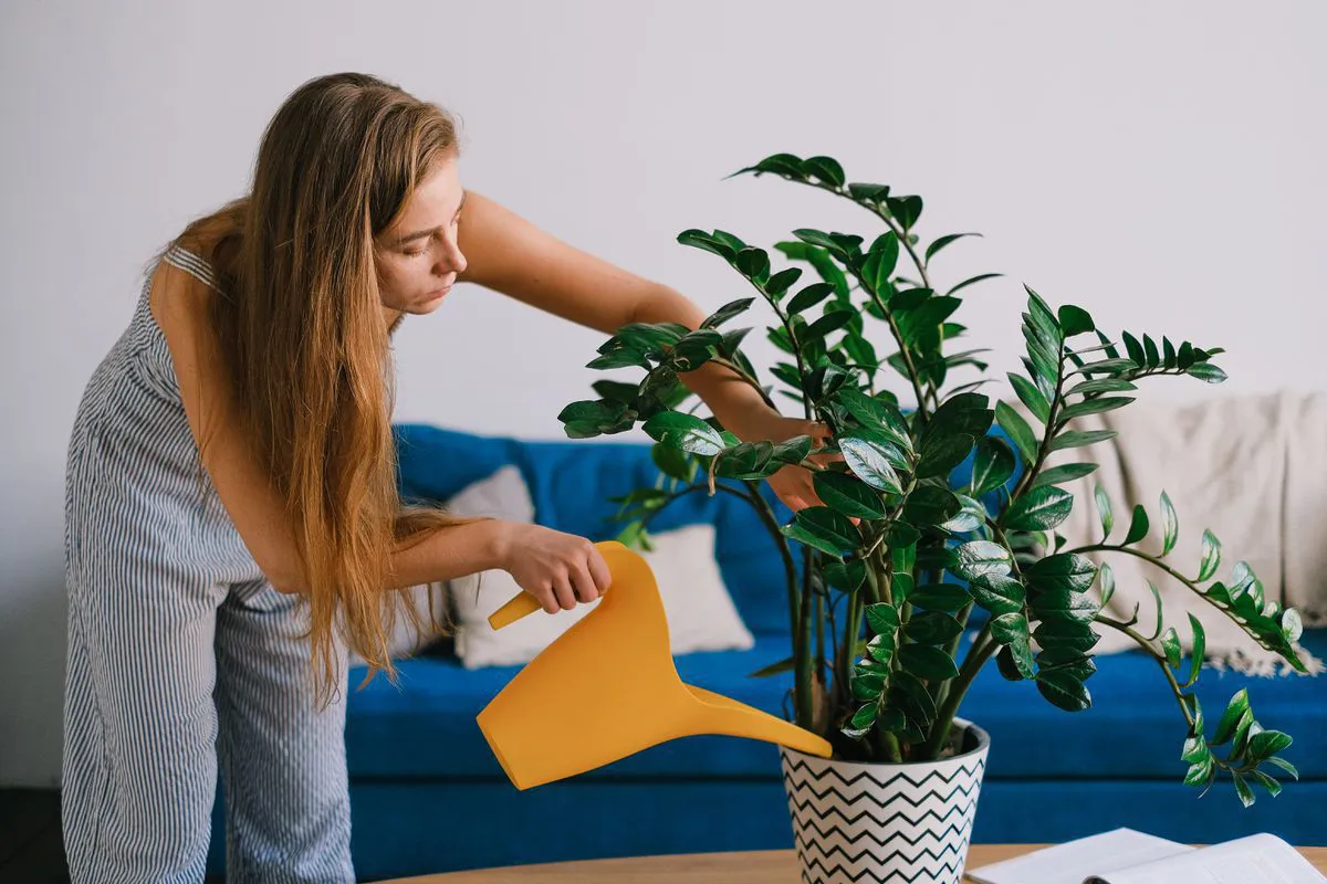 These few life hacks will help to take better care of houseplants