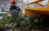 As of today, Christmas tree recycling points are starting to operate in Kyiv