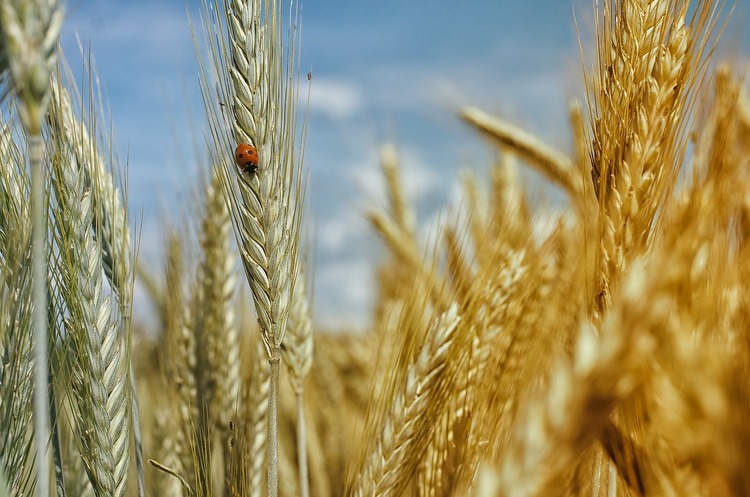 The unprecedented rise in grain prices heralds a global famine