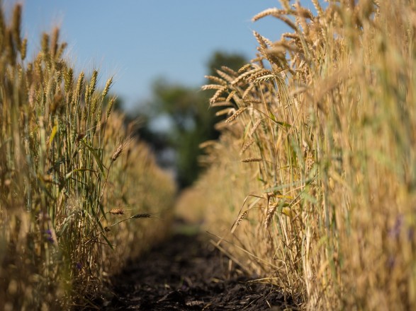 The weather gives a temporary backlash for preparation: sowing in Ukraine is postponed due to the cold