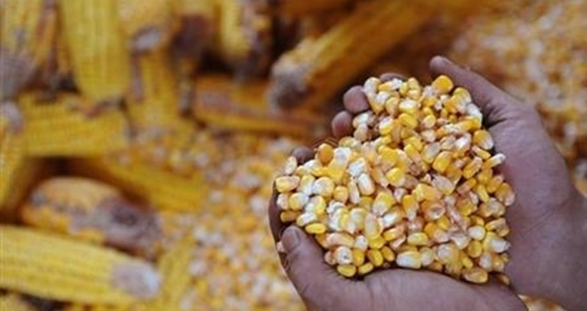 Lviv farmers were provided with a humanitarian shipment of corn