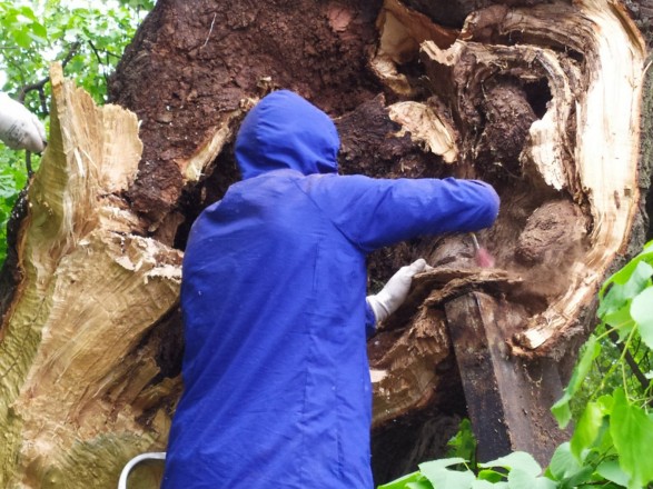 Petro Mohyla's 400-year-old linden tree was 