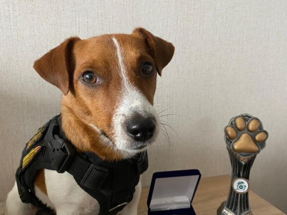 Sapper dog Patron won the Irish Golden Paw Award