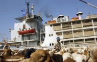 A ship carrying 16,000 sheep sank in the port of Sudan