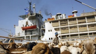 A ship carrying 16,000 sheep sank in the port of Sudan