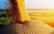 Occupants steal grain in Luhansk region: Haydai says 70 cars are in queues in Starobilsk and Svatovo