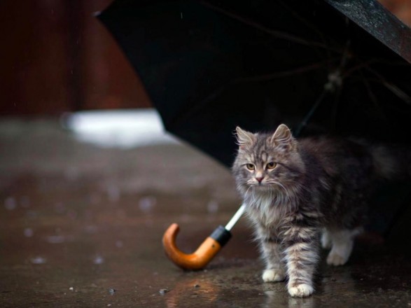 Showers and up to 34°: weather forecast for today