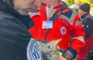 A cat was rescued from under the rubble of an attacked house in Kyiv