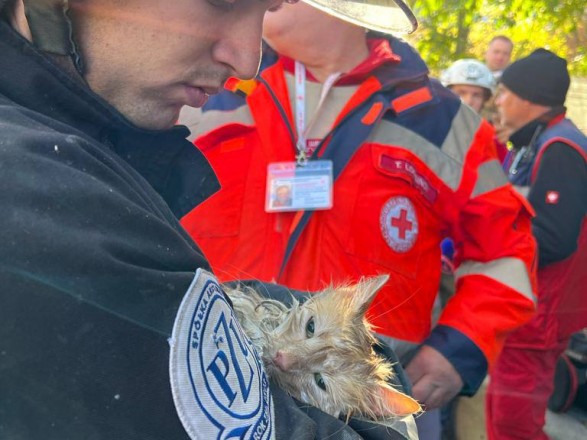 A cat was rescued from under the rubble of an attacked house in Kyiv