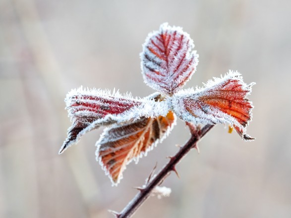 In the west, frost, in the south to 16° heat: what will be the weather like tomorrow