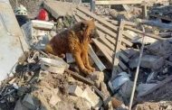 The dog Crimea, who survived the missile strike on the Dnieper, died