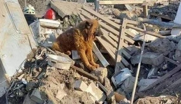 The dog Crimea, who survived the missile strike on the Dnieper, died